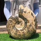16.1LB Natural Beautiful Ammonite Fossil Conch Crystal Specimen Healing — photo 8