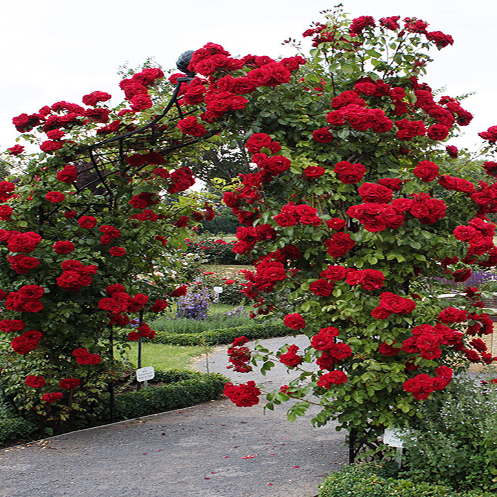 Vind Åh gud Polar Red Climbing Rose Seeds Garden Flower Plant Seedlings, (Buy 1 Get 1 15%  Off) | eBay