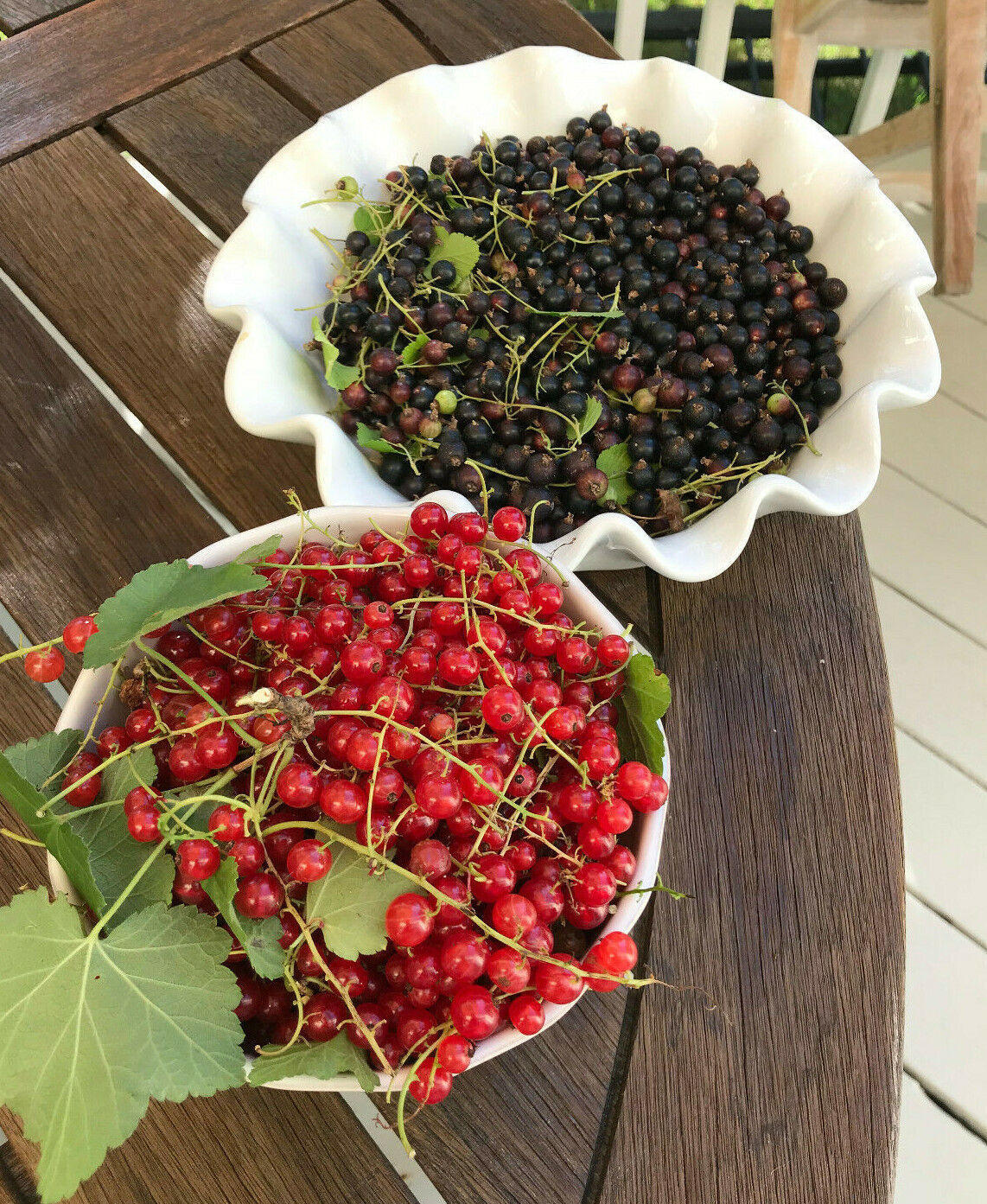Red Currant Berry Plants 17"38" Long Live Plants 27 years old Ships