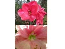 1 small amaryllis bulb Hippeastrum Bolero X Blushing Bride 6-12 cm