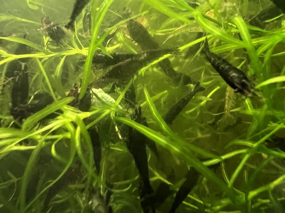 10+2 Black Freshwater Neocaridina Aquarium Shrimp - Live Arrival Guarantee, Beginner Friendly