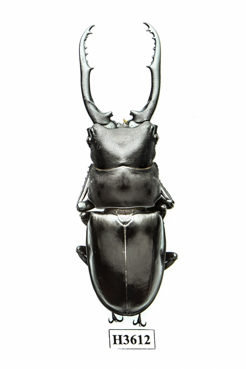 BEETLE, INSECT - H3612. Lucanidae: Hexarthrius vitalisi ssp.- 74MM