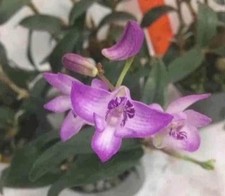 Dendrobium kingianum Variegated Orchid Species Fragrant Dendrobium Species