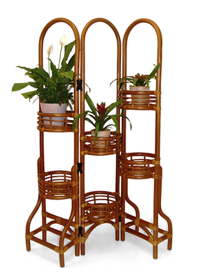 victorian parlor palm chamaedorea Buy Parlor Palm for Sale | Indoor Houseplant main image 1