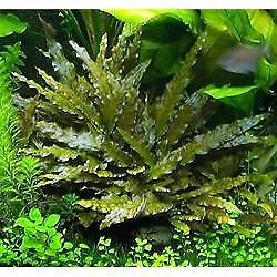 5 Pack Cryptocoryne Wendtii Red Crypt Wendtii Red Easy Live Aquarium Plants ✅