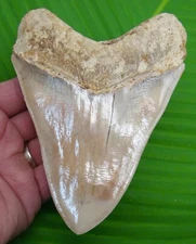5.51 “ MEGALODON SHARK TOOTH Real FOssiI INDONESIAN -w/ Display Stand 