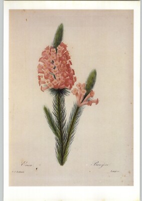 P. J. Redoute Beautiful Flowers Erica Vestita Heather Botanical Book Plate 68