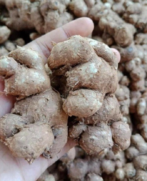 3 Bulbs Krachai Dam Black Ginger Plant Kaempferia Parviflora Thai Herb Natural eBay