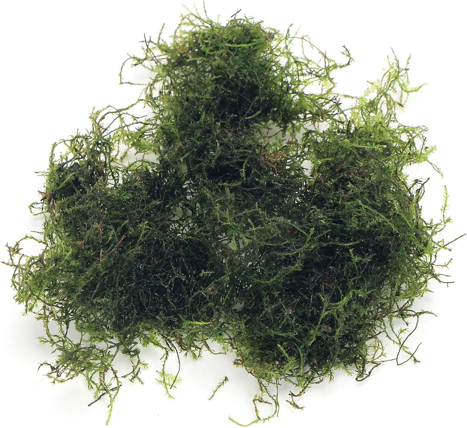 20 Grams Java Moss (Taxiphyllum Barbieri) Live Aquarium Plant for Freshwater Fis