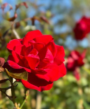 Red Climbing Rose - DUBLIN BAY - Fragrant Perennial Garden Shrub Plant