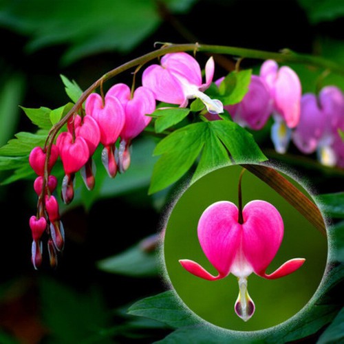 DICENTRA SPECTABILIS~BLEEDING HEART~HARDY PERENNIAL SHADE seeds 20PCS - Picture 13 of 22