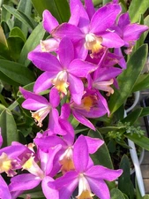 Cattlianthe Tiny Treasure,  Blooming Size Cattleya Type Orchid Plant in 4" Pot
