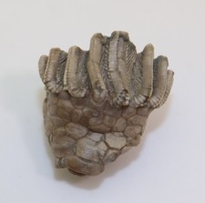 Crinoide, Macrocrinus mundulus, Karbon, Crawfordsville, Indiana, USA -N5
