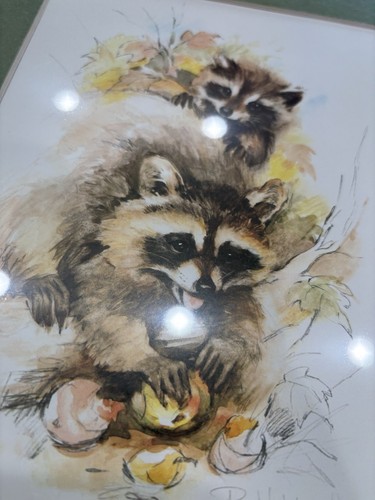 Paul Whitney Hunter Waschbär Druck 12” x 10” NEU mattiert & versiegelt - Bild 2 von 5