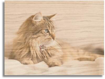 Katze