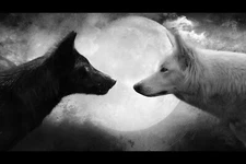 Wolves Poster Wall Art Home Decor Photo Prints 16x24, 20x30, 24x36