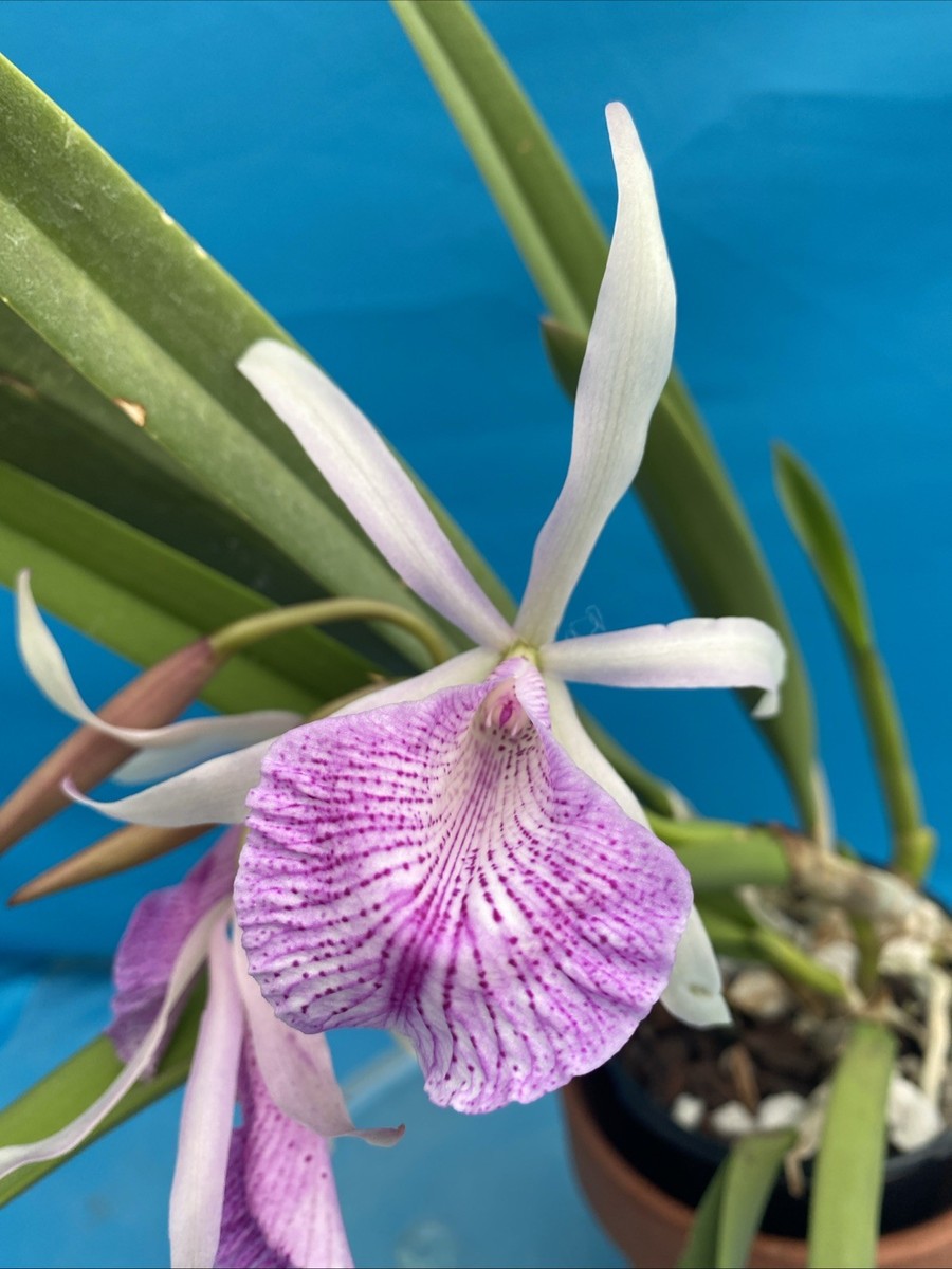 Pauridia capensis 白花桃端&青緑孔雀花心 1球 Pauridia capensis