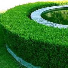 Common English Boxwood Tree Seeds (Buxus sempervirens) Hardy Landscaping Shrub