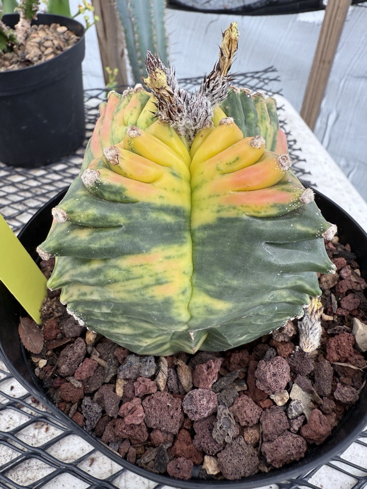 Picture 6 of 11