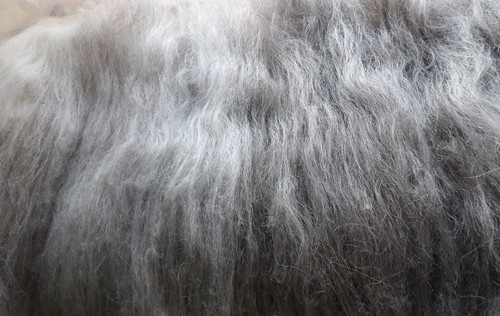 Grey Wolf Blend Carded Wool Batt Undyed Natural Shetland Wool Animal Felt Spin - Picture 1 of 9
