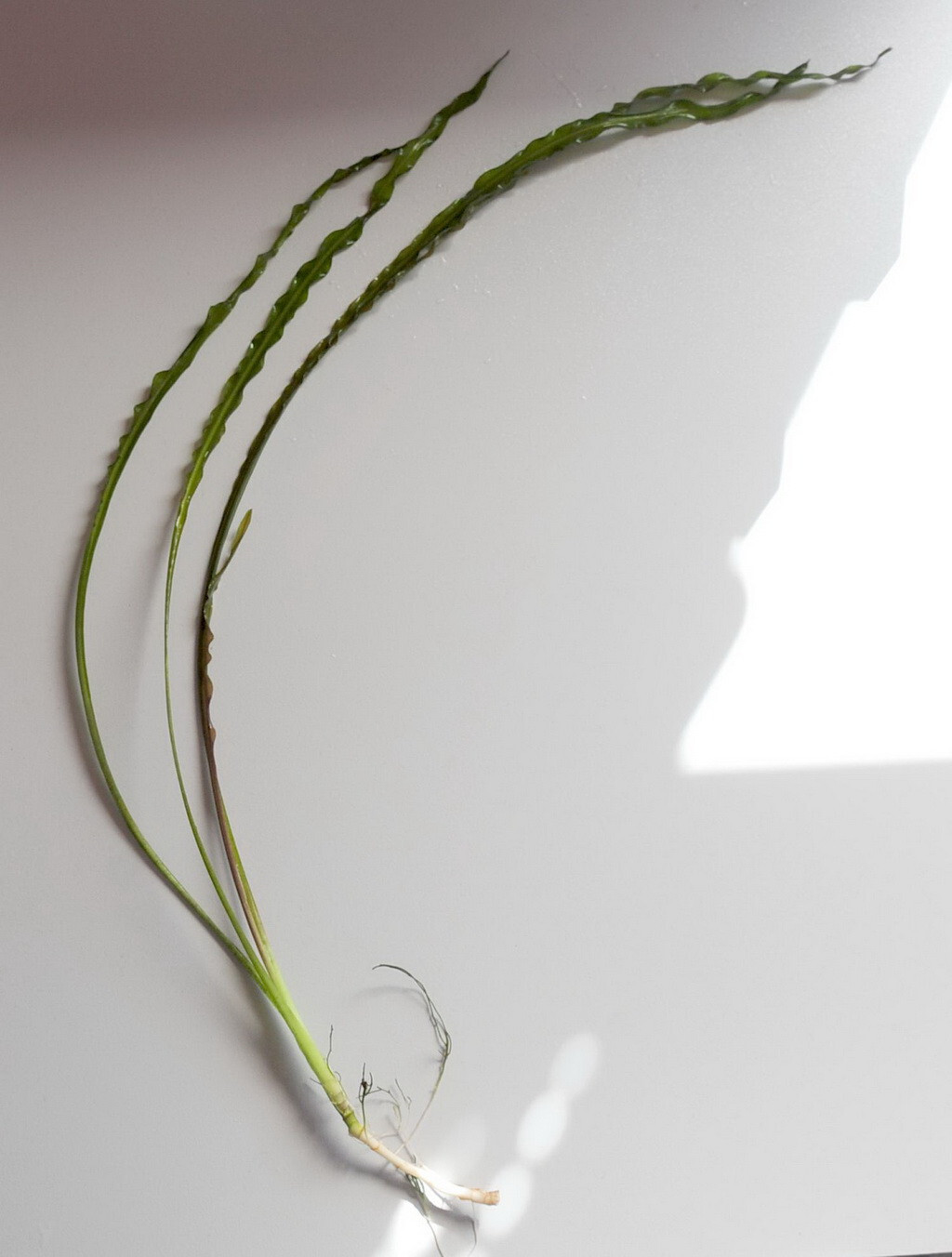 Cryptocoryne Crispatula - Genoppter Wasserkelch - Tropica TC 125 - über 30 cm