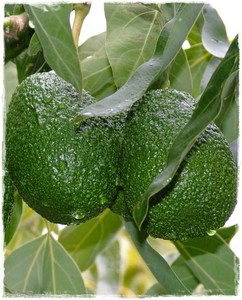 Avocado Persea Americana Coltivazione E Potatura Avocado Persea Americana Coltivazione E Potatura