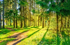 Spring Forest Pathway Sunlight Landscape 10x8ft Vinyl Background Studio Backdrop