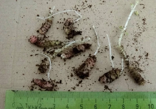 Mini SRG Kohleria Saliba "Citronella", Jungpflanze! Rarität! Gratis Achimenes .. - Bild 4 von 4