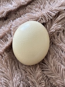 Large Genuine Ostrich Egg Shell Blown Out Hollow Crafts  17.25” X 15.75” Circumf