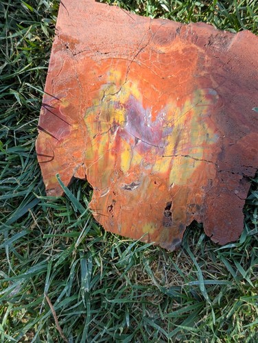 Rainbow Petrified Wood Slab Green Purple Yellow - Display Side Buffed, Rind/Bark - Bild 9 von 11