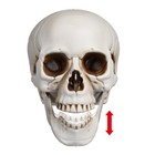 Yescom 12 Pcs Human Skulls Life Size Skeleton Head Halloween Decorations — photo 6