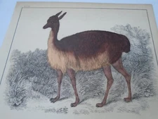 LLAMA  & IBEX  ?  VICTORIAN ENGRAVING  24/15 CM MARKS NOTED  -. ;