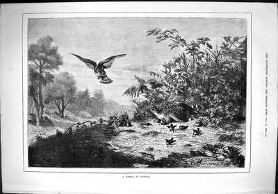 Alter antiker Druck 1879 Familie Gefahr Vögel Fasan Küken Beute Jagd 19.