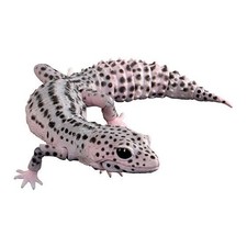 Leopard Gecko Figure The Diversity of Life on Earth Advance Gashapon Bandai