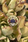 Vintage IOF Independent Order Of Foresters Pin — photo 1