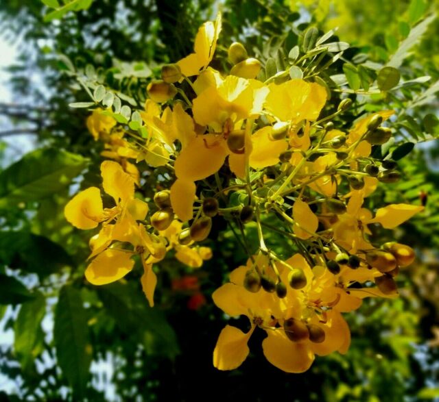 Cassia auriculata Tanner&amp;#039;s Cassia Avaram Senna herbal tea flower tree 50 seeds