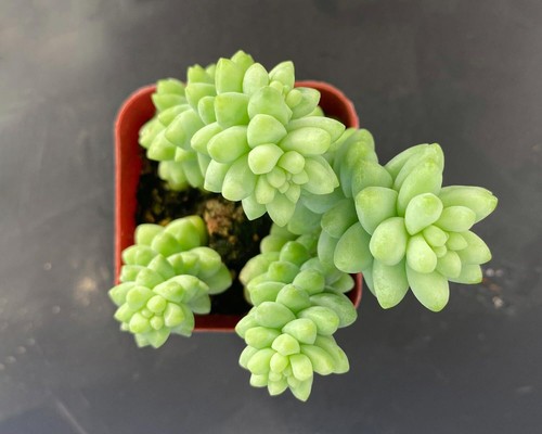 Live Sedum Morganianum-Burro's Tail Succulent Plant Fully Rooted in 2" Pot - Picture 2 of 6