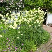 Cephalaria gigantea - Giant/Yellow Scabious - 9cm pot or divisions
