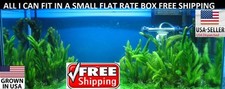 Hornwort FULL SMALL FLAT RATE BOX Easy Aquarium Plant aquascaping planted tank