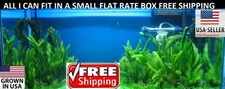 Hornwort FULL SMALL FLAT RATE BOX Easy Aquarium Plant aquascaping planted tank