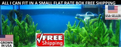 #ad #ad Hornwort FULL SMALL FLAT RATE BOX Easy Aquarium Plant aquascaping planted tank $25.99