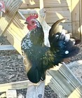 6+ Serama Hatching Eggs Free Shipping
