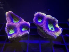 Live Coral Favia Dragon Soul