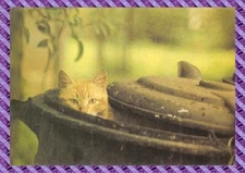 Cat Postcard - CPM