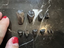Collection of (10) Herbivore Teeth-dinosaur fossil