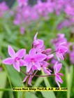Purple Ground Orchid in 6"Pot Outdoor Garden Plant Great Flowering Patio Plant