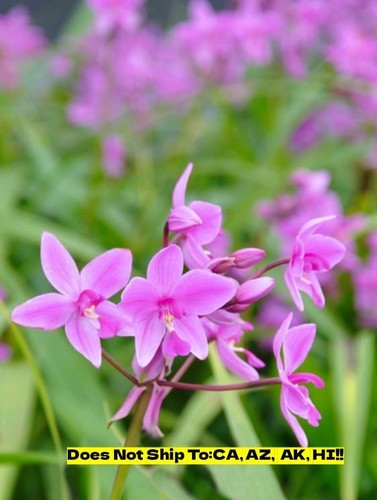 Purple Ground Orchid in 6"Pot Outdoor Garden Plant Great Flowering Patio Plant
