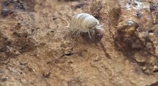 10 Marbelized Isopods Natural Earth-Toned Morph Live Bioactive CleanUp Crew