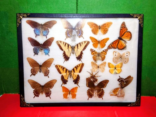 Vtg Framed Genuine Butterfly Taxidermy Wall Art Display, Mix Species 16"
