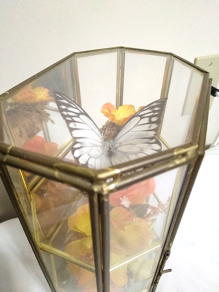 VTG RARE Real Butterfly Flowers Display Taxidermy Glass Casket Window ...